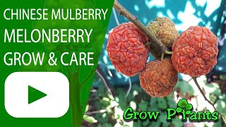 Chinese mulberry – grow, care and eat a lot (Melonberry)