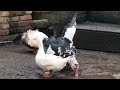 Ducks Mating Season Ducks Dancing Tango For Mating 2