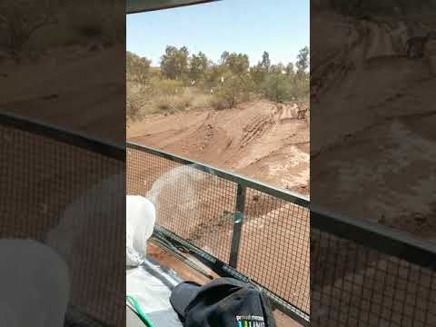 Dingo roadside pilligangora