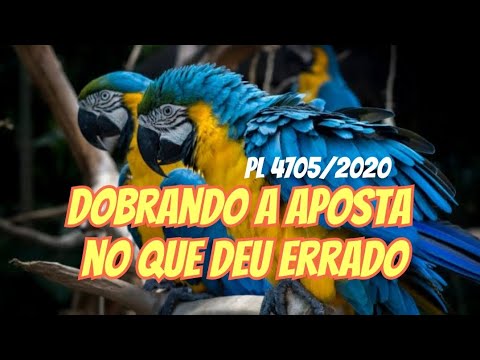 PL 4705/2020 Como a proibição total da criação de silvestre pode ser voltar contra a preservação
