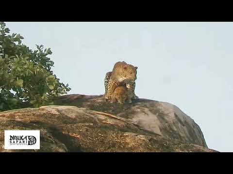 Dinuka Safari Leopard 🐆 mating moment Yala National park🌿  book now+94741003585 www.dinukasafari.com