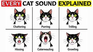 Every Sound Your Cat Makes and What It Actually Means
