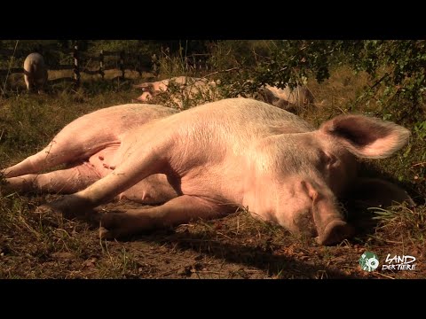 Schweine in der Morgensonne 🐖🌄