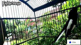 Download lagu Kacer gacor durasi pendek mp3 Download lagu Kacer gacor durasi pendek mp3