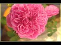 Kathal Rojave Whatsapp Status Rose Video