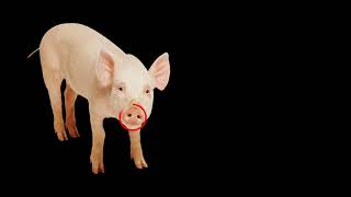 CVI Turkey Trouble gameplay video by AngieOhh, 1:23 duration