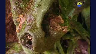 Rick Wakeman - Morning Haze (The Landscape Channel)