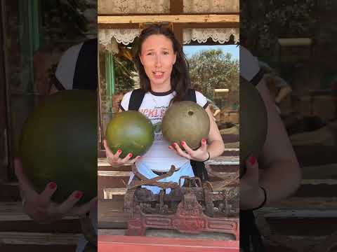 Malta kroz moje oci… ODLUCILI SMO IDEMO NA MORE🌊🦀 #balkan #malta #beach