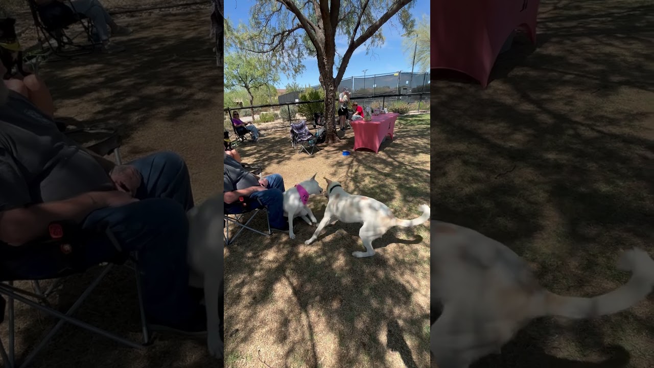 Enlarge Princess Ariel, an adoptable mixed breed in Phoenix, AZ video 5/5