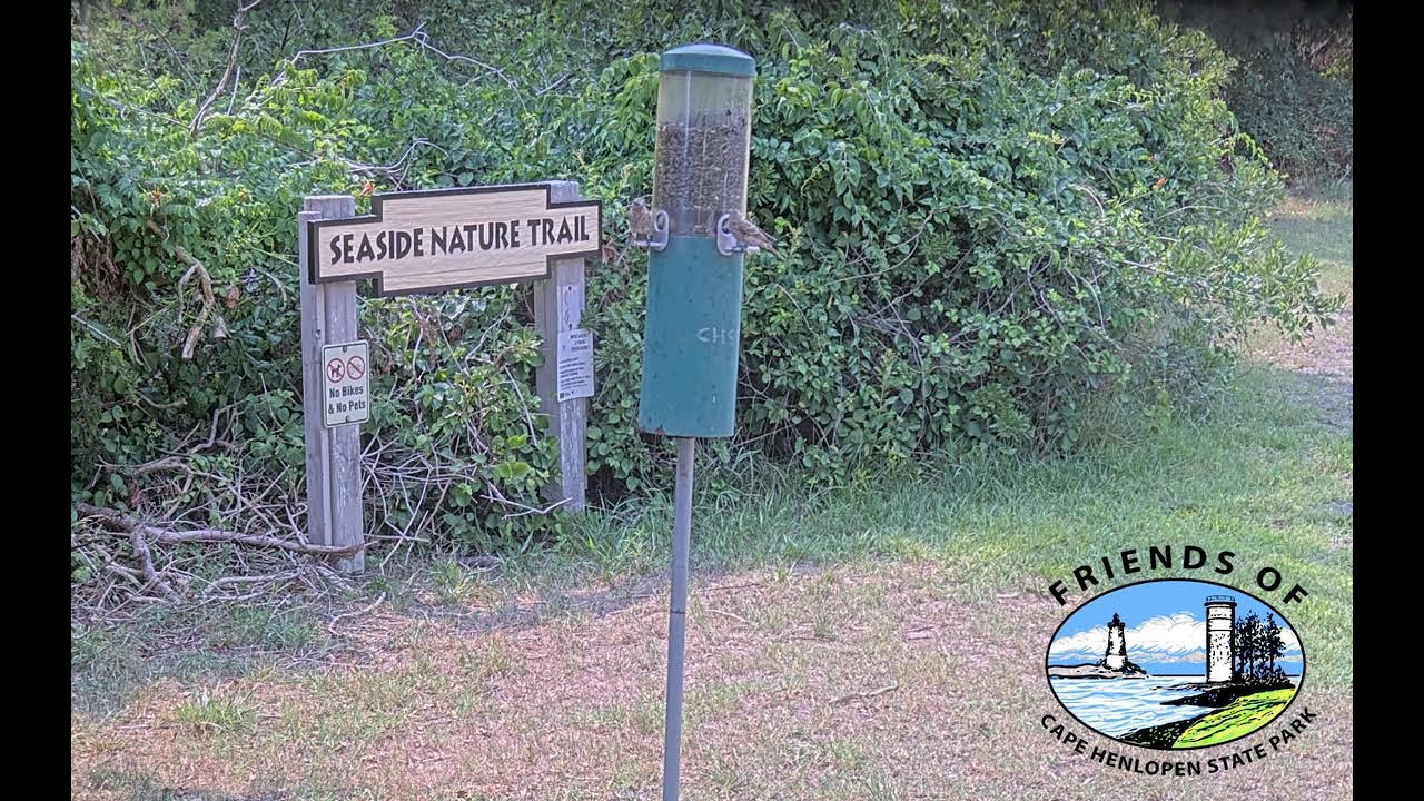 Live webcam view of Comedero de Aves en Cape Henlopen