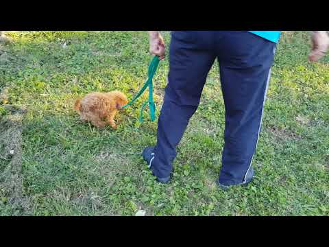 Muffin - toy Cavoodle training session - walking on lead, stop, come and more