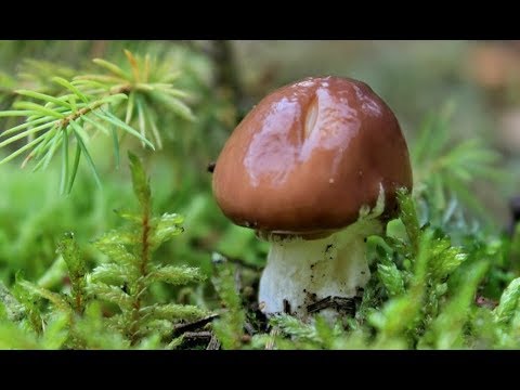 , title : 'Маслята Как чистить грибы. Как заготовить на зиму. Лесные грибы.'