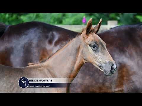 ORPHEE DE NAMYERE