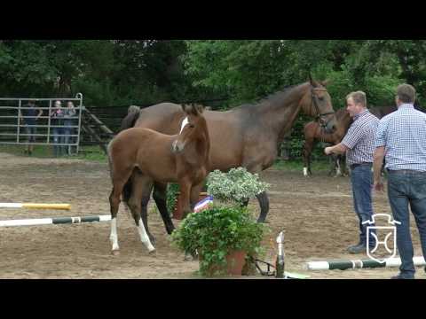 Holsteiner Fohlenchampionat 2017 - Ostholstein - Siegerhengstring