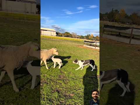 سيطرة مذهلة لكلب الراعي  #عالم_الحيوان #مواقف_مذهلة #ما_شاء_الله #إبداع_الطبيعة  #تطور_بلا_حدود