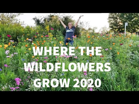 image-How long do wildflowers stay in bloom?