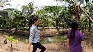 การปาดตาล