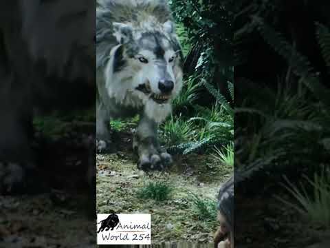 How a dire wolf looked like....