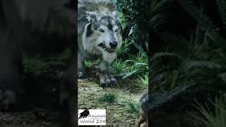 Download lagu How a dire wolf looked like.... mp3