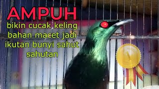 Download lagu pancingan agar CUCAK KELING bahan cepat bunyi gacor mp3 Download lagu pancingan agar CUCAK KELING bahan cepat bunyi gacor mp3