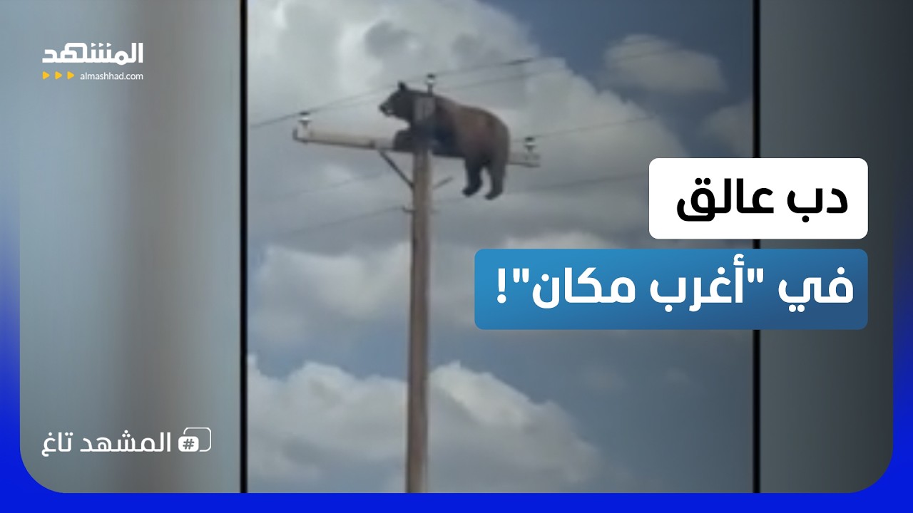 دب عالق في مكان مستحيل.. مكالمة طوارئ تصدم قوات الشرطة!  - المشهد تاغ