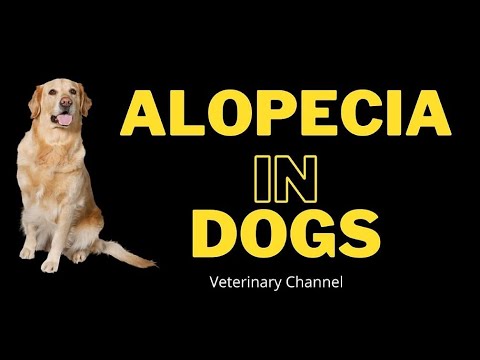 Veterinary Dermatology: Causes and Diagnosis Of Alopecia In Dogs | Hair Loss In Dogs