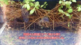 製作途中の苔水槽、プラナリア発生と色々と③　プラナリアハンター＆炭酸水を使用したその後経過報告＆水草でたこ焼き？の経過報告