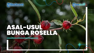 Asal Tanaman Bunga Rosella yang Terkenal dengan Manfaatnya Bagi Kesehatan