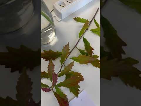 Impressionen der Klinische Fortbildung (KliFo) 2025 am Kantonsspital Baselland  #ksbl #klifo