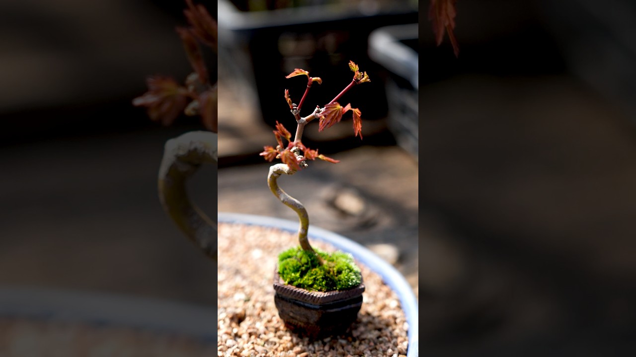 モミジとkobpotの豆盆栽【盆栽Q】