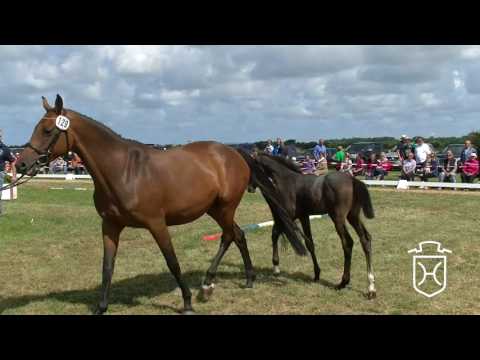 NF129 Hengstfohlen von Clicksem - Corrado I - Heraldik xx