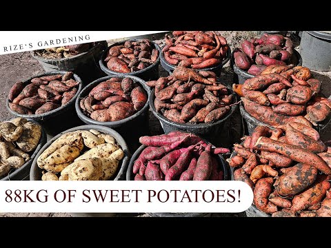 AMAZING 88kg Harvest From 12 Pots! - 170-210 Days