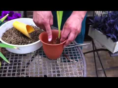 ヨーロッパショウブ 植物