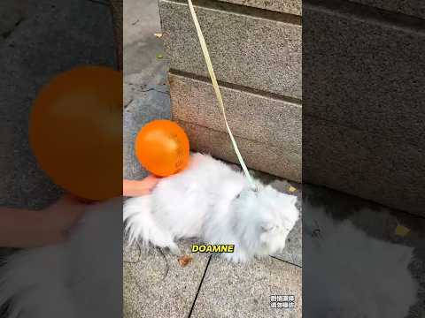 „Provocările Magice ale Mayei” #viralvideo