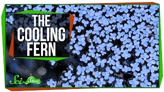 The Fern That Cooled the Planet