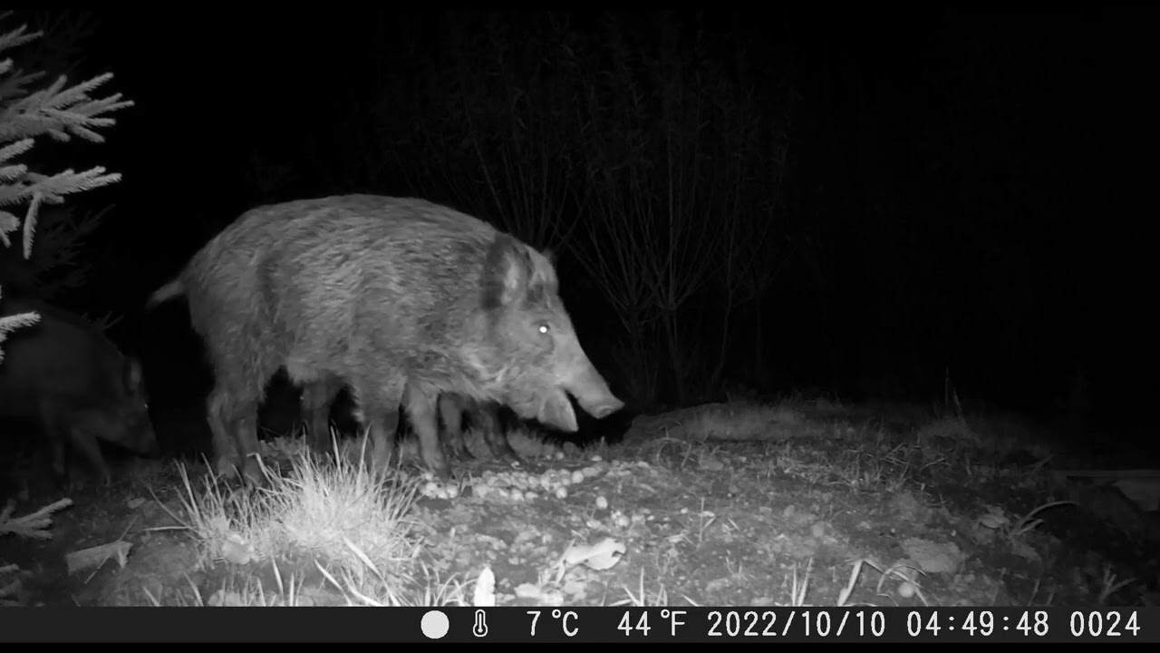 Prasata u tůňky  (10.10.2022) - fotopast