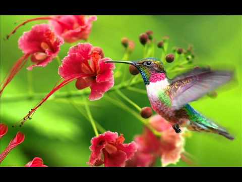 Los caminantes - El chuparrosa