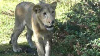 preview picture of video 'Walking with Lions Mauritius Island - Part I'