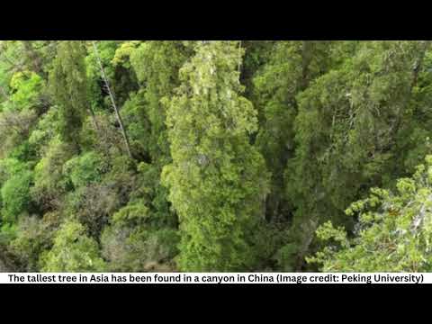 中国の世界で最も深い峡谷に隠れていたアジアで最も高い木が発見される