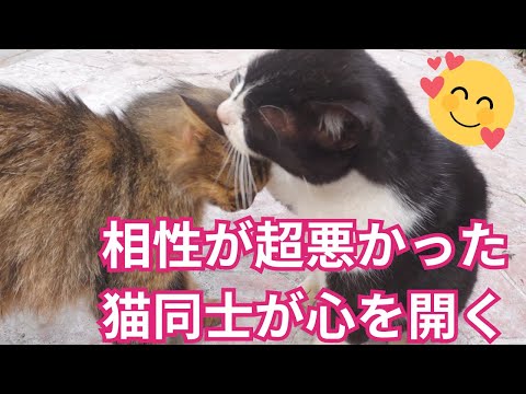 youtube-動物記事1970/01/01 09:00:00