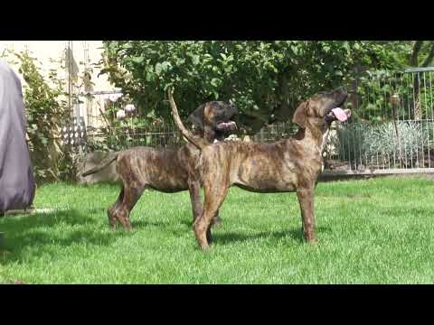 5 Monate alte Presa Canario aus Asha & Toppo, 1 Rüde und 2 Hündin.