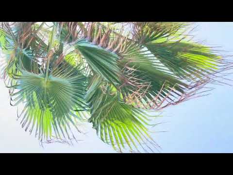 Ocean Waves for Relaxation Olas del Mar para Relajación Vagues de l’Océan pour صدای دریا آرامش خیال