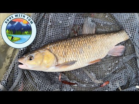 How to catch Chub from small rivers - THE SIMPLE WAY!