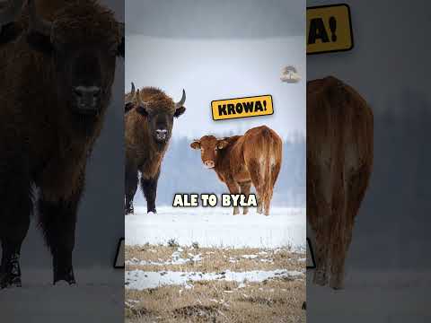 Żubry broniły krowy przed własnym właścicielem?!