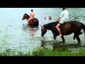 Equine Swimming