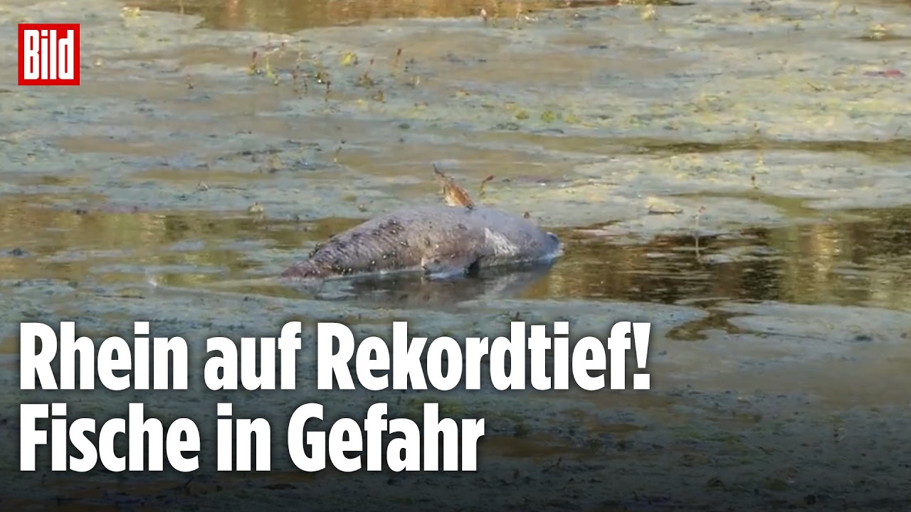 ALARM AM RHEIN: Niedrigwasser bedroht Schifffahrt und lässt Fische qualvoll verenden