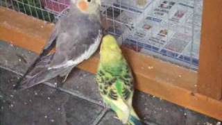 Shuffles Journey part2. Severely disabled cockatiel makes new friends