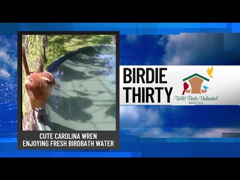 BIRDIE THIRTY: "Carolina Wren enjoying the birdbath" - EWN at 5:30am on 10-12-2025