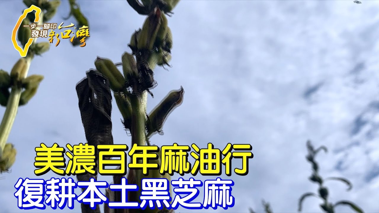 《一步一腳印》復耕台灣本土黑芝麻 百年麻油行四代傳人的傻瓜精神