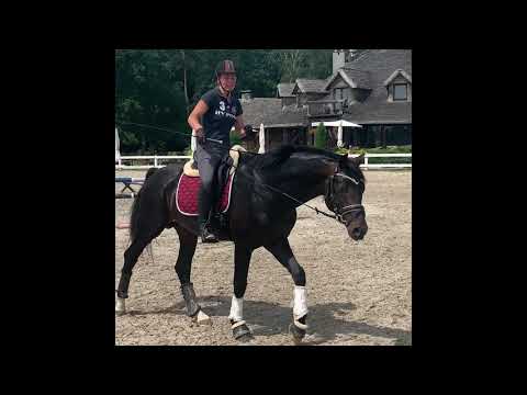 Martell KWPN Stallion Dressage Rising Star June 2020